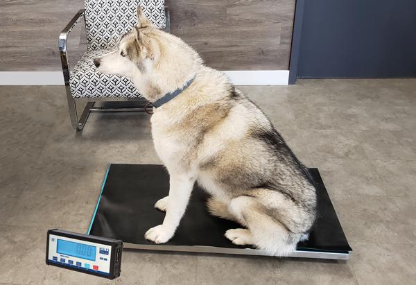 Kilotech - KWS VET 250 500 lb x 0.2 lb Electronic Platform Vet Scales - K851317