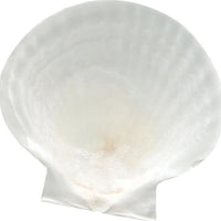 Nantucket Seafood - 4 PC Natural Baking Shells - Large - 4770