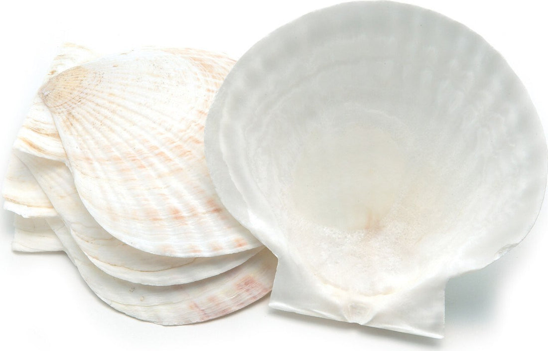 Nantucket Seafood - 4 PC Natural Baking Shells - Large - 4770