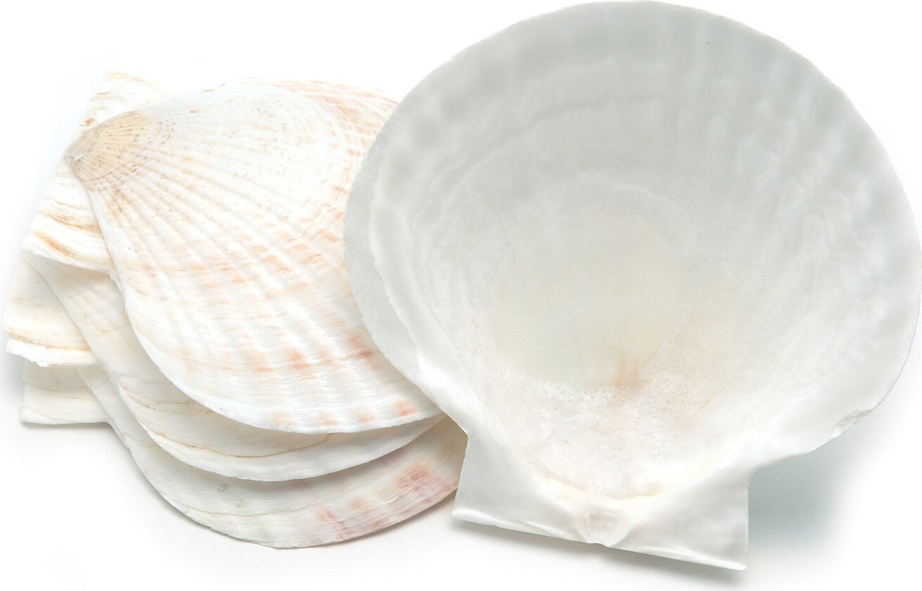 Nantucket Seafood - 4 PC Natural Baking Shells - Large - 4770