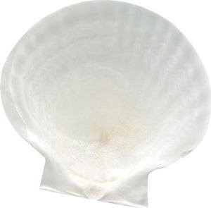 Nantucket Seafood - 4 PC Natural Baking Shells - Large - 4770