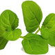 Veritable - Organic Icy Mint Lingot - 7351169