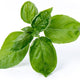 Veritable - Organic Sweet Basil Lingot - 7351101