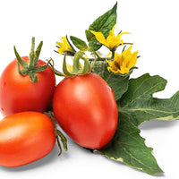 Veritable - Red Cherry Tomato Lingot - 7351118 - DISCONTINUED