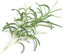 Veritable - Rosemary Lingot - 7351055 - DISCONTINUED