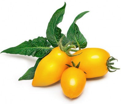 Veritable - Yellow Mini-Tomato Lingot - 7351161