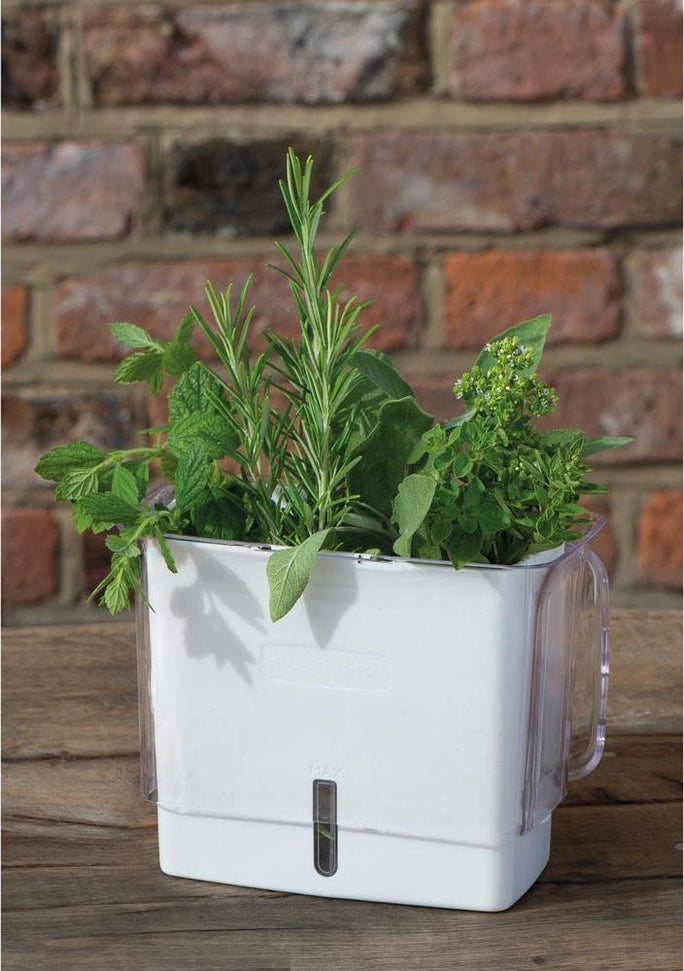 Cole & Mason - Large Fresh Cut Herb Keeper - H105159U