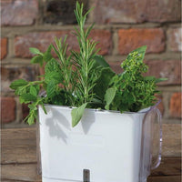 Cole & Mason - Large Fresh Cut Herb Keeper - H105159U