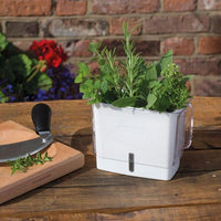 Cole & Mason - Large Fresh Cut Herb Keeper - H105159U