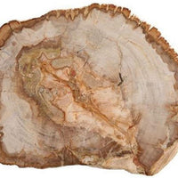 Fortessa - 14" Serveware D&V Petrified Wood Platter - DV.PW.0014