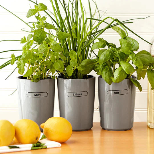 RSVP International - Clear Spice Labels - LABEL